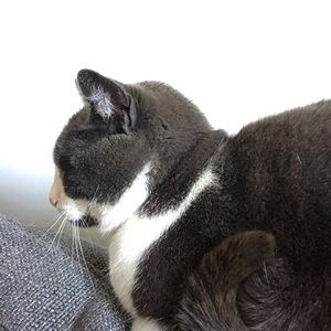 Meet your Posher, Chen